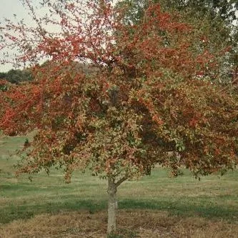thumbnail for publication: Ilex decidua 'Hunter' Hunter Possumhaw